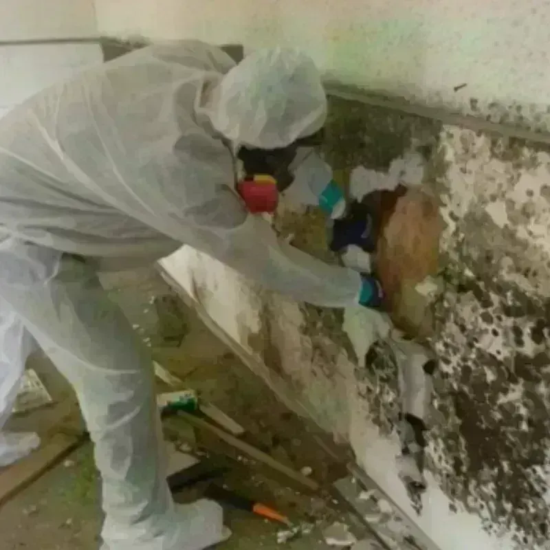 Best Mold Remediation and Removal Service in Goldsboro, NC